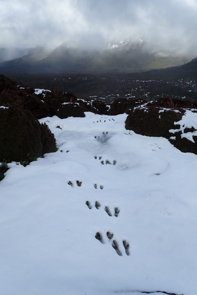 Snowy footprints near Mount Ossa, Overland Track 2022